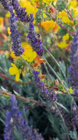 Bees alight on flowers