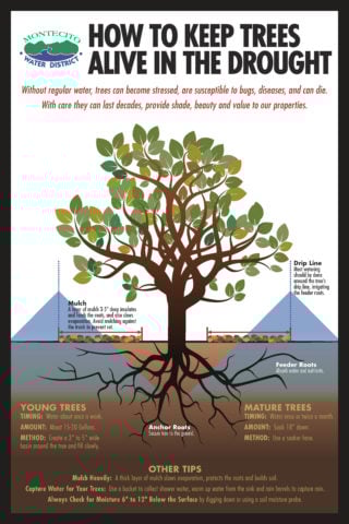 Poster of how to keep trees alive in the drought.